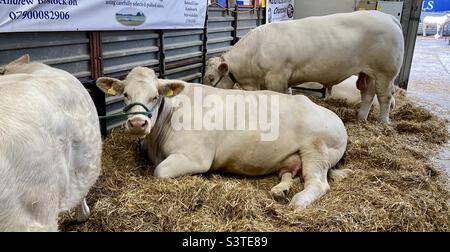 Rinder in den drei Landkreisen zeigen 2022 Stockfoto