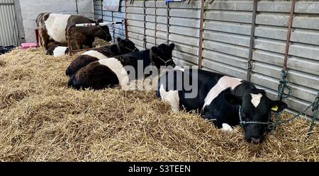 Rinder in drei Landkreisen zeigen 2022 Stockfoto