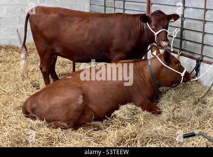 Rinder in drei Landkreisen zeigen 2022 Stockfoto