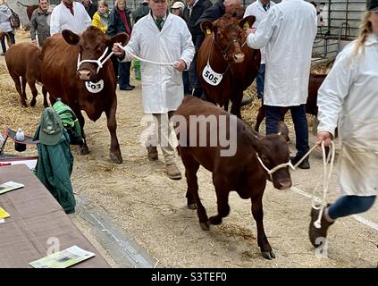 Rinder in drei Landkreisen zeigen 2022 Stockfoto