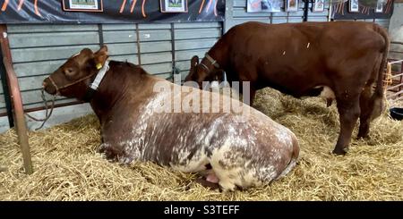 Rinder in drei Landkreisen zeigen 2022 Stockfoto