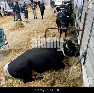 Rinder in drei Landkreisen zeigen 2022 Stockfoto