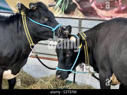 Rinder in drei Landkreisen zeigen 2022 Stockfoto