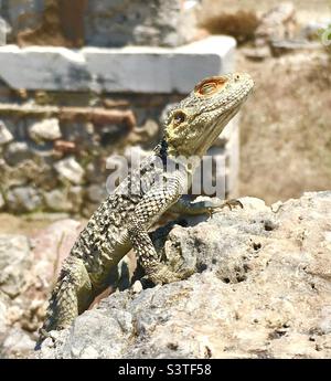 Eidechse sonnen sich auf einer griechischen Insel Stockfoto