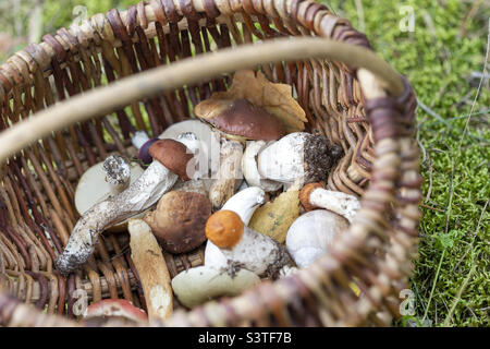 Korb mit essbaren Pilzen, im Herbst aus dem Wald gepflückt. Nahaufnahme. Stockfoto
