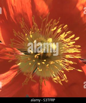 Mohnblume, rot, gelb, Gold, orange, Stern, Energie, Design, Natur, Schönheit, Stockfoto