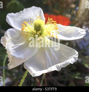 Poppy, weiß, gelb, Gold, Schönheit, Natur, Sonnenlicht, grün, rot Stockfoto