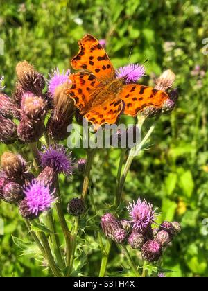 Komma-Schmetterling (Polygonia c-Album) füttert an Distelblüten im Hub Bishopstoke Hampshire Großbritannien Stockfoto