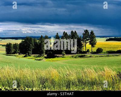 Central Idaho rollt Getreidefelder mit den Clearwater Mountains und der Bitterroot Mountain Range, die an einem späten Frühlingsnachmittag mit schweren Wolken hervorsticht. Stockfoto