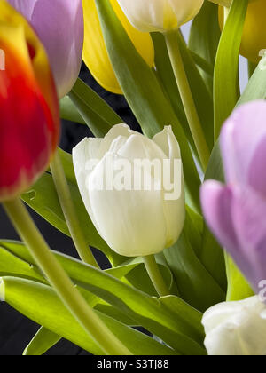 Weiße Tulpe, umgeben von farbigen Tulpen Stockfoto