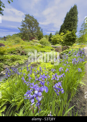 Purple Siberian Iris wächst in einem britischen Garten mit Bach Stockfoto