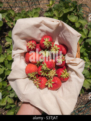 Frische Erdbeeren aus dem Garten, in einem mit Tuch ausgekleideten Korb über den Erdbeerpflanzen gehalten Stockfoto