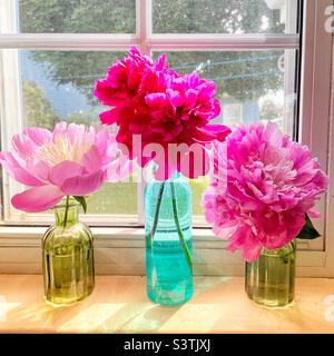 Drei Vasen von Pfingstrosen auf einer Fensterbank. Stockfoto