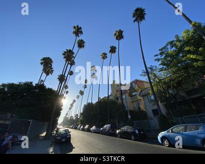 LOS ANGELES, CA, SEP 2021: Abgewinkelte Ansicht von silhouettierten Palmen und geparkten Autos, die von der niedrigen Sonne in Hollywood, Los Angeles, beleuchtet werden Stockfoto