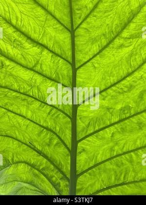 Abstrakter Hintergrund von leuchtend grünen toro Blatt Stockfoto