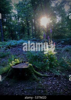 Abendsonne im Wald Stockfoto