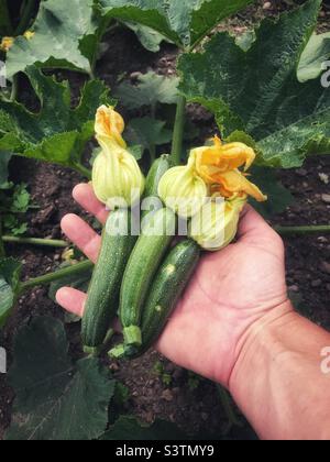 Hausgewachsener Bio-Zucchini auf einer Gartenzuteilung in Großbritannien Juli 2022 Stockfoto