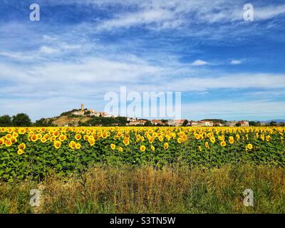 Sonnenblumenfeld in Montady. In Frankreich Stockfoto
