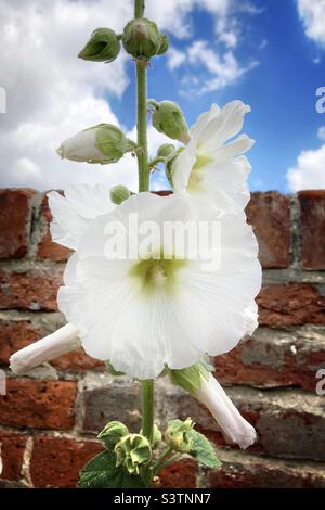 Ein hoher, weiß blühender Hollyhock gegen eine alte Gartenmauer und einen blauen Himmel. Stockfoto