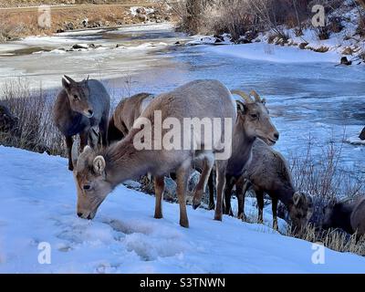 Bighorn Schafe im Schnee am Waterton Canyon in Colorado Stockfoto