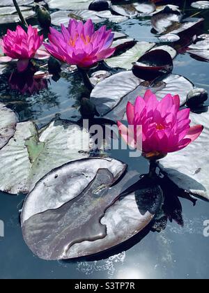 Magenta rosa Lotusblumen Wasserlilien im Sonnenschein Stockfoto