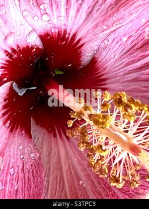 Rosa Hibiskus Stockfoto