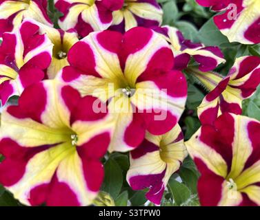 Petunia Amore Herzkönigin Petunia Amore in Pink und Gelb gestreifte, farbenfrohe Gartenblumen aus nächster Nähe Stockfoto