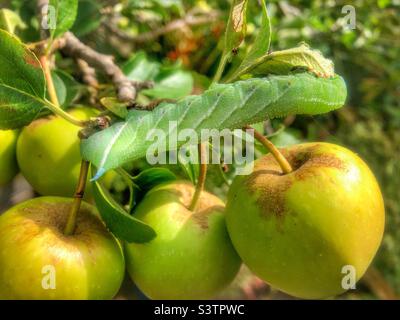 Augenfalkenmotte (Smerinthus ocellatus), die in einem Hampshire-Garten ein Apfelblatt frisst. Vereinigtes Königreich Stockfoto