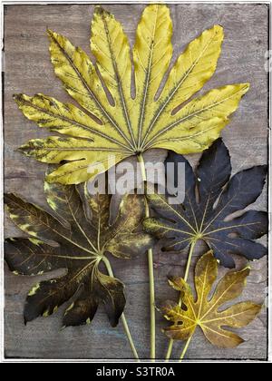 Abgestorbene Blätter einer falschen Rizinusölpflanze (fatsia japonica) mit variierenden Zerfallsgraden, die in einem Fächermuster auf einem Holzbrett-Hintergrund angeordnet sind. Stockfoto