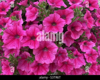 Nahaufnahme von rosa Petunia-Blumen in einem hängenden Korb. Stockfoto