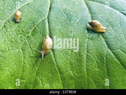 Drei Schnecken auf einem großen grünen Blatt Stockfoto