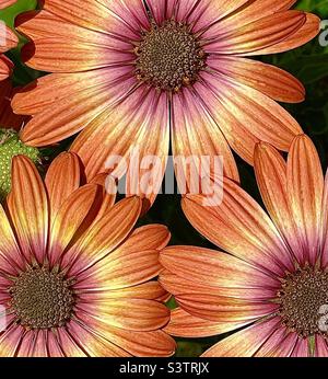 Orange Gänseblümchen, frisch aus dem Kindergarten und bereit, in einem Garten im Hinterhof in Utah, USA, gepflanzt werden. Stockfoto