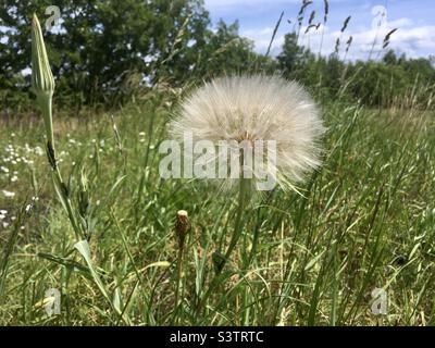 Wiesensalsify (Tragopogon pratensis) Samenkopf auf Wiese, Österreich Stockfoto