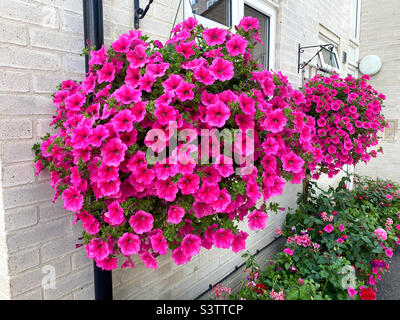 Hängekörbe aus rosa Petunia-Blumen. Stockfoto