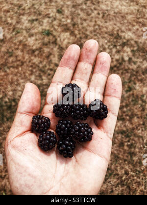 Frisch gepflückten Brombeeren Stockfoto