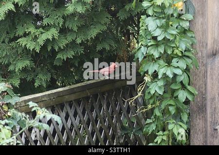 Ein männlicher Nordkardinist, der am Futterhäuschen auf dem Zaun wartet. Stockfoto