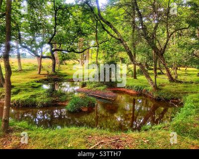 New Forest Bach schlängelt sich durch einen Eichenwald Stockfoto