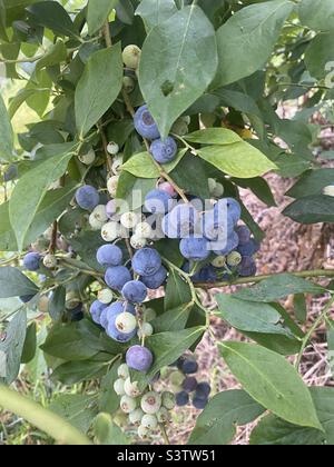 Reifende Heidelbeere Cluster in grünen Blättern auf einem Busch. Stockfoto