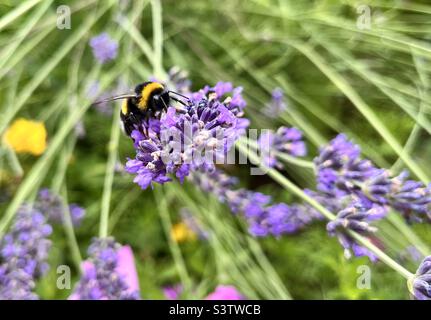 Hummeln Hummeln Hummelfütterung an Lavendel-lavandula-Pflanze Stockfoto