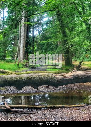 Rheinfeldbrücke und umgestürzte Bäume über dem „Flechs Water“-Bach, der bei einer Dürre austrocknet und das Bachbett freilegt, das flache Pools im New Forest National Park Hampshire UK hinterlässt. Juli 2022 Stockfoto