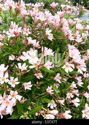 Oleander-Strauch mit rosa Blüten.Eine Art von Nerium. Stockfoto