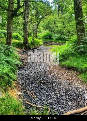 Der „Flechs Water“-Strom trocknete bei einer Trockenheit aus und stellte das Bachbett, gefallene Äste und Baumwurzeln offen, die flache Pools verließen. New Forest National Park Hampshire Vereinigtes Königreich. Juli 2022 Stockfoto