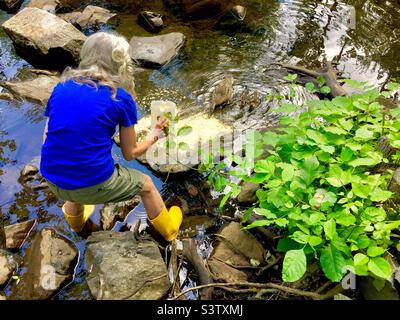 Eine ältere Dame, die einer Ente mit Babys Getreide füttert, Kanada Stockfoto