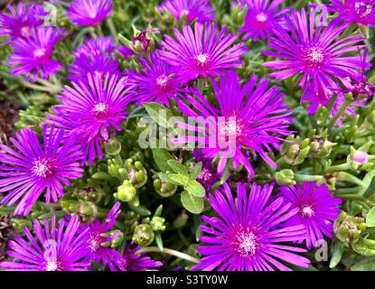 Schleppeispflanze Lampranthus spectabilis oder Delosperma cooperi Blumenstrauß aus nächster Nähe Stockfoto