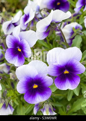 Stiefmütterchen Blumen Stockfoto