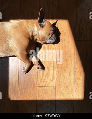 Französische Bulldogge, die in einem Sonnenfleck auf einem Holzboden schläft. Stockfoto