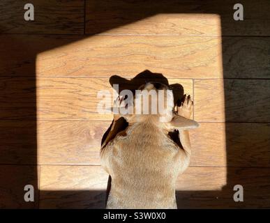 Französische Bulldogge, die in einem Sonnenfleck auf einem Holzboden schläft. Stockfoto