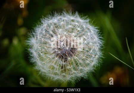 Ein Dandelion auf einem Feld Stockfoto