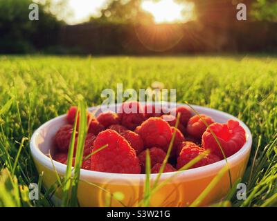 Eine Nahaufnahme einer Schüssel mit frisch gepflückten Himbeeren, die im Gras sitzt. Stockfoto