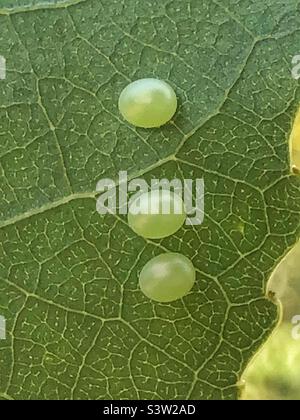 Pappel Hawk Motte Laothoe Populi) Eier auf der Unterseite eines Pappelblattes, Hampshire Garden UK. Juli 2022 Stockfoto